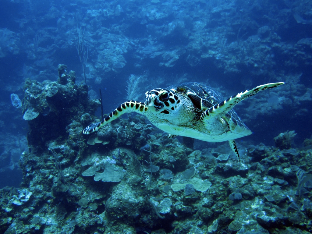 IMG_0260 (1) IMG_0260 (1)